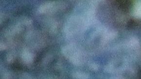 El lagarto sorprendió a vecinos de Cinco Ranch.