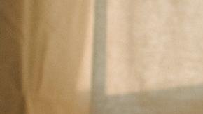 Día Nacional de Perro