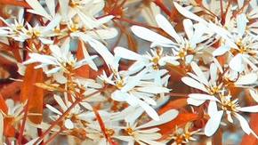 Ritual de la felicidad