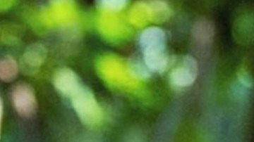 José Ron | Mezcalent.