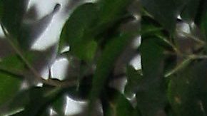 Andrea Legarreta | Mezcalent.