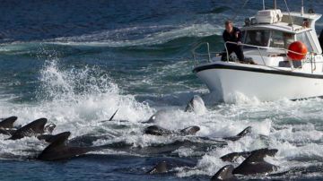 Las cacerías de cetáceos en Islas Feroe se organizan a nivel comunitario, a menudo de forma espontánea cuando alguien detecta una manada. (Imagen de archivo)