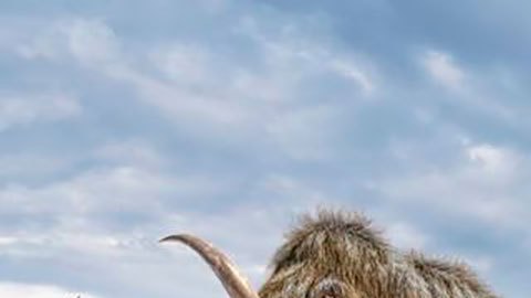 Los mamuts lanudos se extinguieron hace milenios, pero la ingeniería genética podría traerlos de vuelta a la Tierra.
