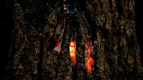 Fuego dentro del tronco de un árbol en el "Sendero de los 100 gigantes" en el Parque Nacional Sequoia.