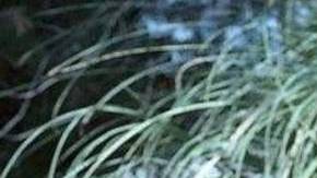 Netflix arranca producción de la bioserie sobre Vicente Fernández.