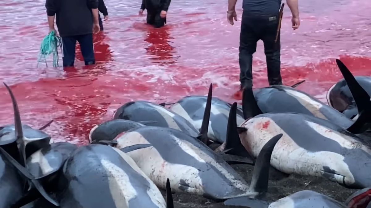 Sacrificaron a 1428 delfines en un día en la isla Feroe