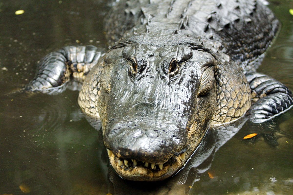 Huge alligator rescued after days trapped in Florida storm drain Huge alligator rescued after days trapped in Florida storm drain