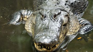 Enorme caimán rescatado después de días atrapado en el drenaje pluvial de Florida