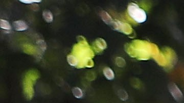 Llega el tercer pago del Crédito Tributario por Hijo y existe una aplicación móvil en español para solicitar el apoyo-GettyImages-1030601862.jpeg