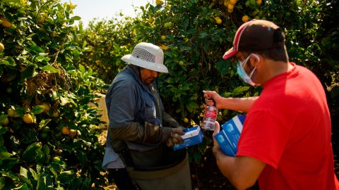 USDA otorgará $600 dólares de ayuda a los trabajadores agrícolas y del sector cárnico-GettyImages-1231093684.jpeg