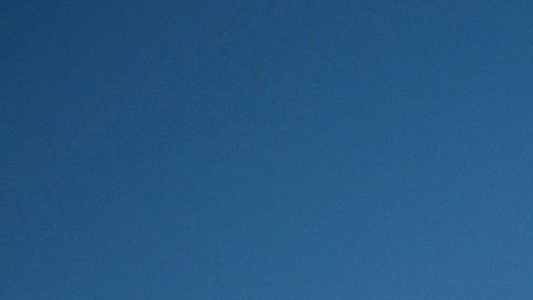 La FWS dijo en un comunicado este miércoles que agotaron todos los esfuerzos durante los últimos tres meses para encontrar a las 23 especies que se declararon extintas.