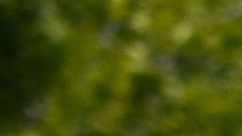 Masiva redada de DEA: arrestan a más de 800 narcotraficantes de fentanilo en Estados Unidos