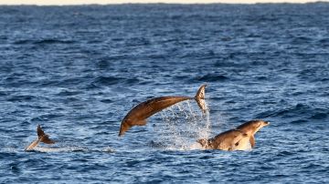Más de 1,400 delfines fueron asesinados el fin de semana en las Islas Feroe como parte de una tradición local.