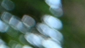 CDC sostiene que el uso de mascarillas ayuda a prevenir el contagio con COVID-19.