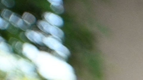CDC sostiene que el uso de mascarillas ayuda a prevenir el contagio con COVID-19.