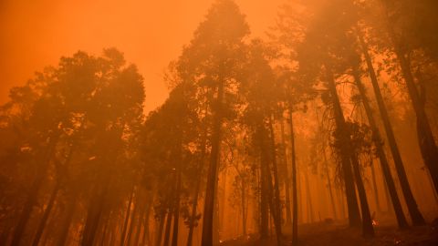 Dos incendios en Sierra Nevada amenazan a los árboles más grandes del planeta