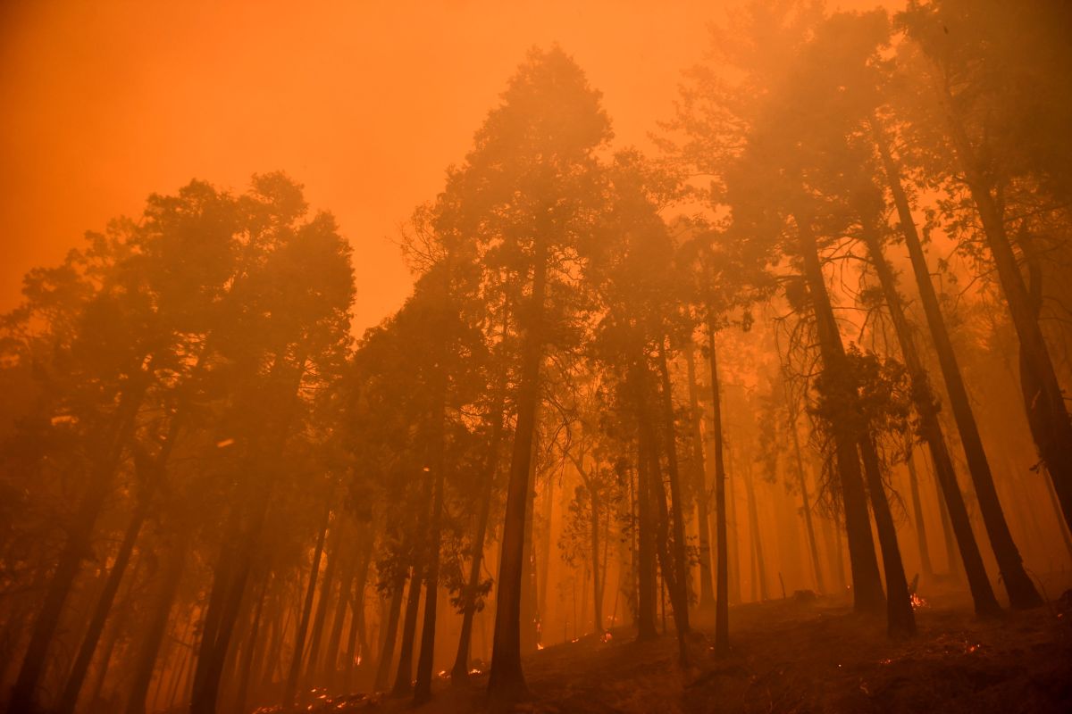Two fires in the Sierra Nevada threaten the largest trees on the planet
