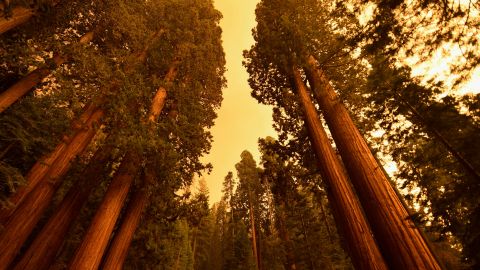 Giant sequoia trees stand among smoke filled skies in the "Lost Grove" along Generals Highway north of Red Fir during a media tour of the KNP Complex fire in the Sequoia National Park in California on September 17, 2021. (Photo by Patrick T. FALLON / AFP) (Photo by PATRICK T. FALLON/AFP via Getty Images)