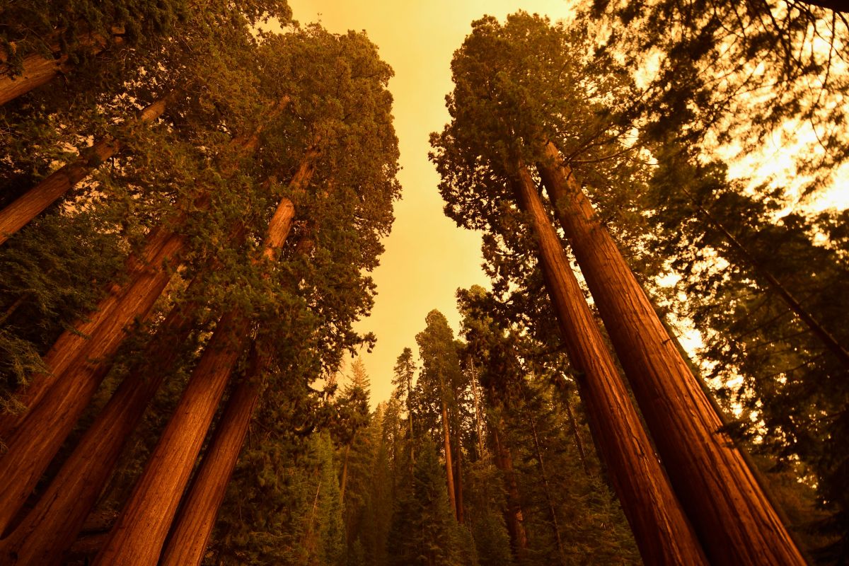 Las secuoyas gigantes Cuatro Guardias salieron ilesos de incendio en el  Parque Nacional Sequoia, en el norte de California - La Opinión