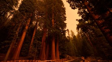 Cielos llenos de humo en "Lost Grove" a lo largo de Generals Highway, en Sequoia National Park.