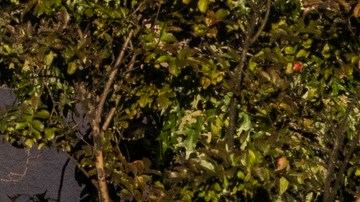 El jefe de policía de Collierville, Dale Lane (d), durante una conferencia de prensa en el sitio del tiroteo.