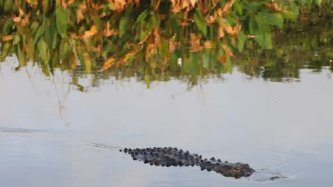 Una mujer de 74 años salvó a su perrita del ataque de un caimán en un lago de Florida.