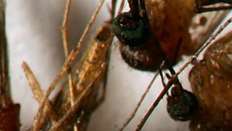 HEMET, CA - APRIL 26: A field sample of mosquitoes that could carry West Nile Virus is seen at offices of the Riverside County Department of Environmental Health on April 26, 2007 in Hemet, California. California health officials announced this week that West Nile Virus season is starting earlier than usual because of an unusually warm March. Mosquitoes that carry the virus have begun breeding earlier than usual and the West Nile Virus has been detected in mosquito pools, birds, or horses in eight California counties. Although the virus has not been detected in humans so far this year, 24 people have died and 1,200 sickened by the virus over the past two years in California. West Nile can be transmitted from infected birds, squirrels, and other animals to humans and animals such as horses through several varieties of female mosquitoes. The disease first appeared in the United States in 1999 in New York and killed hundreds of people during its westward expansion before gaining a firm foothold in California in 2004. In reaction to the early start of West Nile Virus season, the California State Legislature this week declared April 23-29 "West Nile Virus and Mosquito and Vector Control Awareness Week". The effected counties include Imperial, Los Angeles, Orange, Riverside, Santa Clara, San Diego, Sonoma and Stanislaus. (Photo by David McNew/Getty Images)