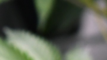 El uso de la marihuana para tratamientos médicos es legal en Ohio desde 2016