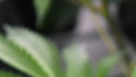 El uso de la marihuana para tratamientos médicos es legal en Ohio desde 2016