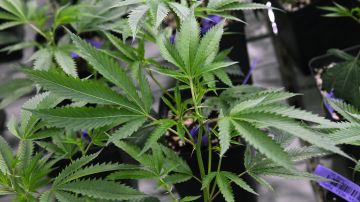 El uso de la marihuana para tratamientos médicos es legal en Ohio desde 2016
