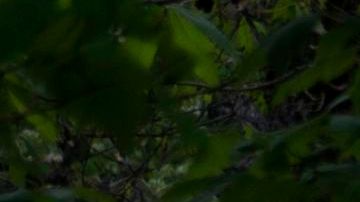 Tres hombres murieron en un accidente aéreo en Virginia Occidental.