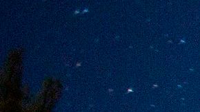 Las secuoyas son los árboles del estado de California.