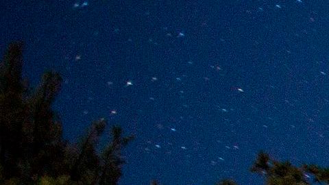 Las secuoyas son los árboles del estado de California.