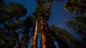 Las secuoyas son los árboles del estado de California.