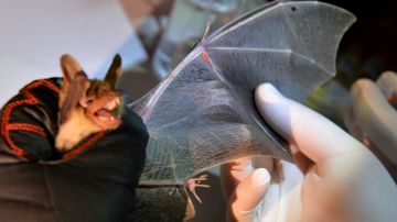 Hombre de Illinois muere al contraer rabia por una mordida de murciélago mientras dormía