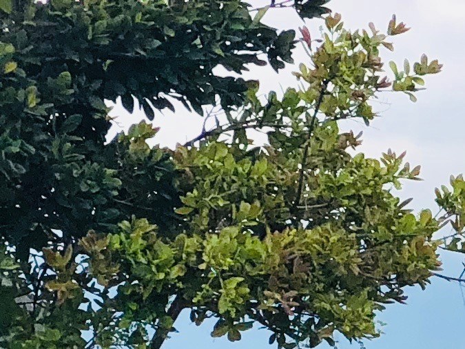 Lin-Manuel Miranda en Colombia durante el viaje de investigación para "Encanto".