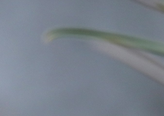 Pájaro carpintero de pico marfil, entre las 23 especies declaradas extintas, según expertos de EE.UU.