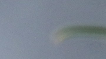 Pájaro carpintero de pico marfil, entre las 23 especies declaradas extintas, según expertos de EE.UU.