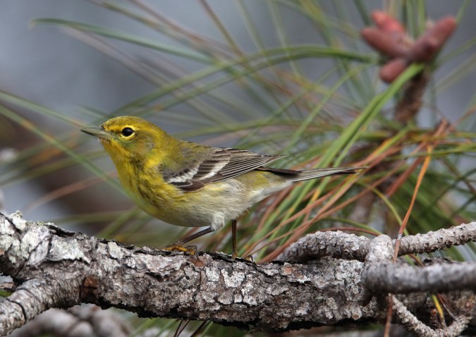 Pájaro carpintero de pico marfil, entre las 23 especies declaradas extintas, según expertos de EE.UU.