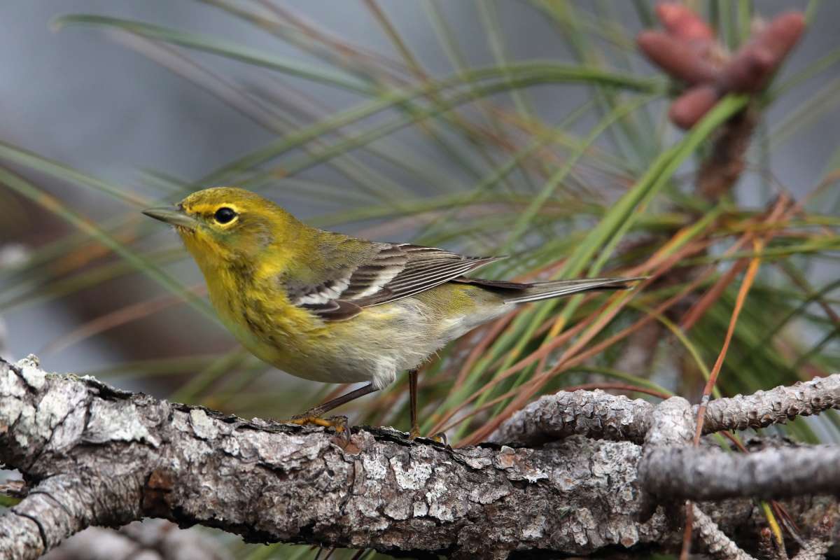 Pájaro carpintero de pico marfil, entre las 23 especies declaradas extintas, según expertos de EE.UU. - La Opinión