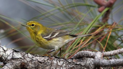 Pájaro carpintero de pico marfil, entre las 23 especies declaradas extintas, según expertos de EE.UU.