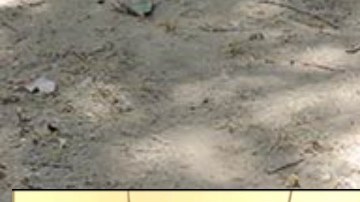 Pay de Limón, el perrito torturado por narcos del Cártel de los Zetas que sobrevivió a deslave en México