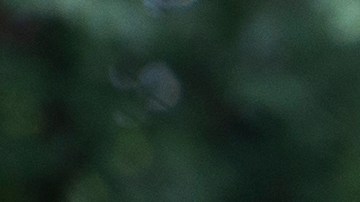 Seis leones y tres tigres en el Zoológico Smithsonian National en Washington dieron positivo a COVID-19