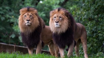 Seis leones y tres tigres en el Zoológico Smithsonian National en Washington dieron positivo a COVID-19