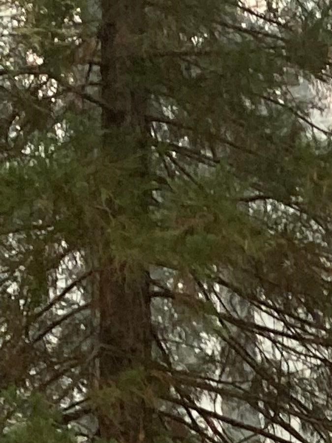 Secuoya General Sherman