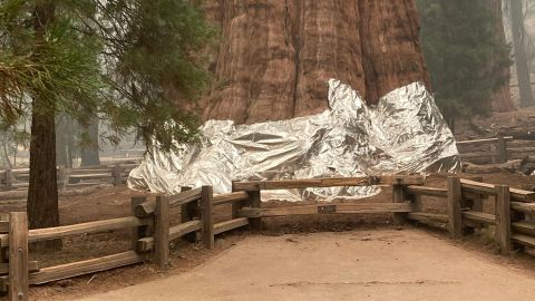 La colosal secuoya General Sherman en el Bosque Gigante está envuelta para protegerla del fuego.