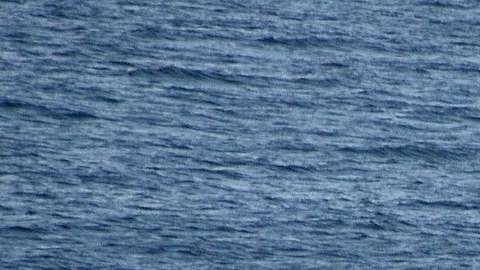 Ballena franca austral en Walker Bay, Sudáfrica.