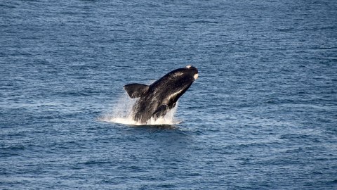 Ballena franca austral en Walker Bay, Sudáfrica.