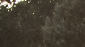 Viral cementerio San José Cabellera tumba