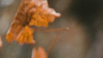 Las energías el equinoccio de otoño impactan en todos los signos.